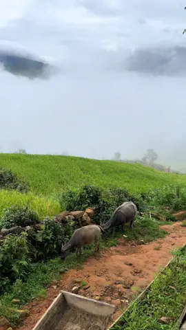 🍃 Sau cơn mưa … ☁️ #batxat #laocai #vietnam #travel #travelvietnam #traveltiktok 