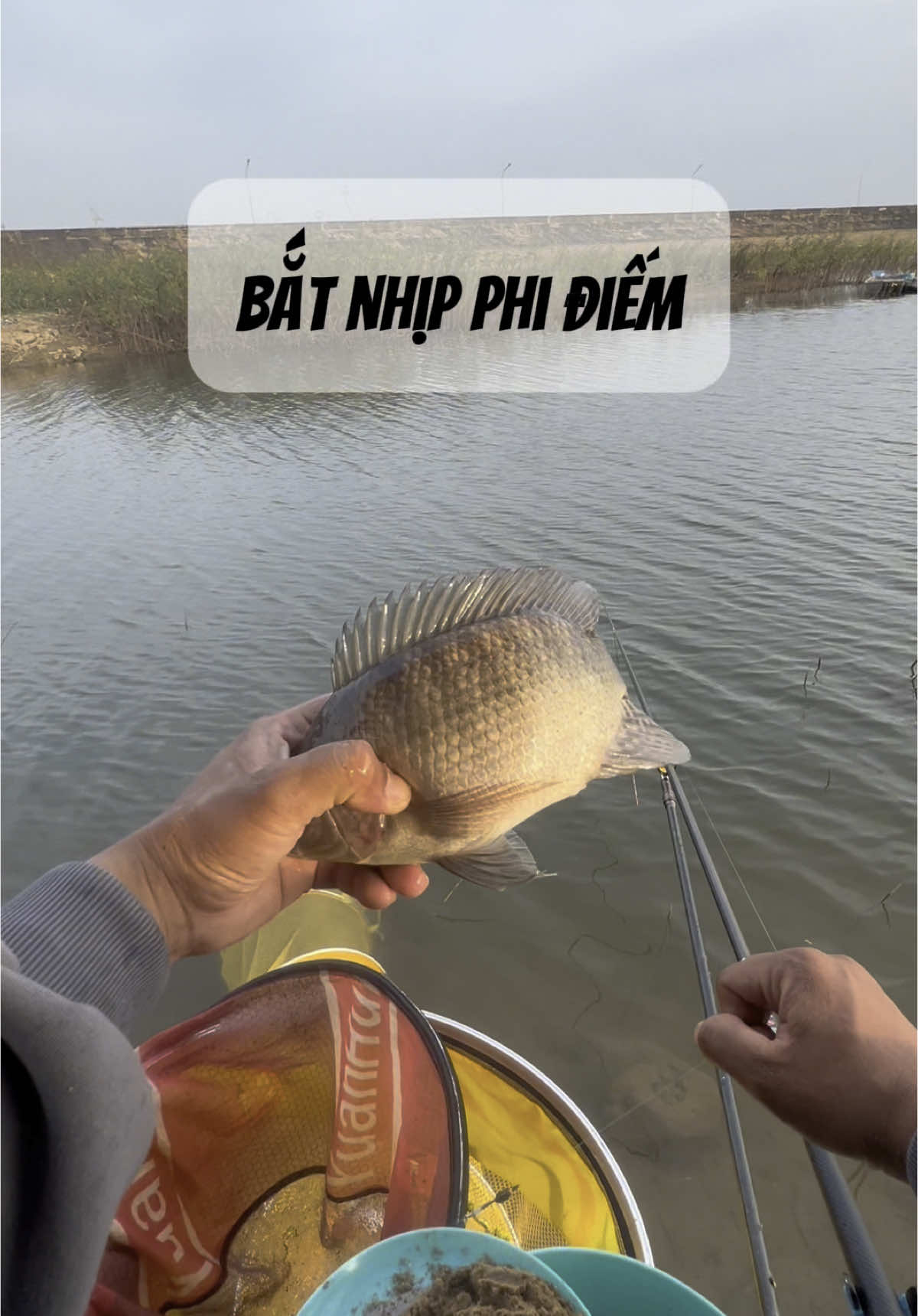 Rô phi tự nhiên#caucagiaitri #caucatunhien #câucá #xuhuongtiktok #CapCut 