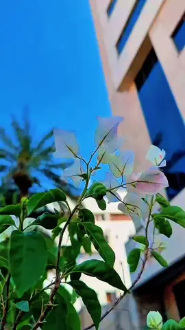 دُعاءُ يَوْمِ الاحَد بِسْمِ اللهِ الَّذي لا اَرْجُواِلاّ فَضْلَهُ، وَلا اَخْشى اِلاّ عَدْلَهُ، وَلا اَعْتَمِدُ اِلاّ قَوْلَهُ، وَلا اُمْسِكُ اِلاّ بِحَبْلِهِ، بِكَ اَسْتَجيرُ يا ذَا الْعَفْوِ وَ الرِّضْوانِ مِنَ الظُّلْمِ وَالْعُدْوانِ، وَمِنْ غِيَرِ الزَّمانِ وَتَواتُرِ الْاَحْزانِ وَطَوارِقِ الْحَدَثانِ، وَمِنِ انْقِضآءِ الْمُدَّةِ قَبْلَ التَّاَهُّبِ وَ الْعُدَّةِ، وَاِيّاكَ اَسْتَرْشِدُ لِما فيهِ الصَّلاحُ وَالْاِصْلاحُ، وَبِكَ اَسْتَعينُ فيما يَقْتَرِنُ بِهِ النَّجاحُ وَالْاِنْجاحُ #viral #foryou #fyp #fypシ #يارب #صباح_الخير 