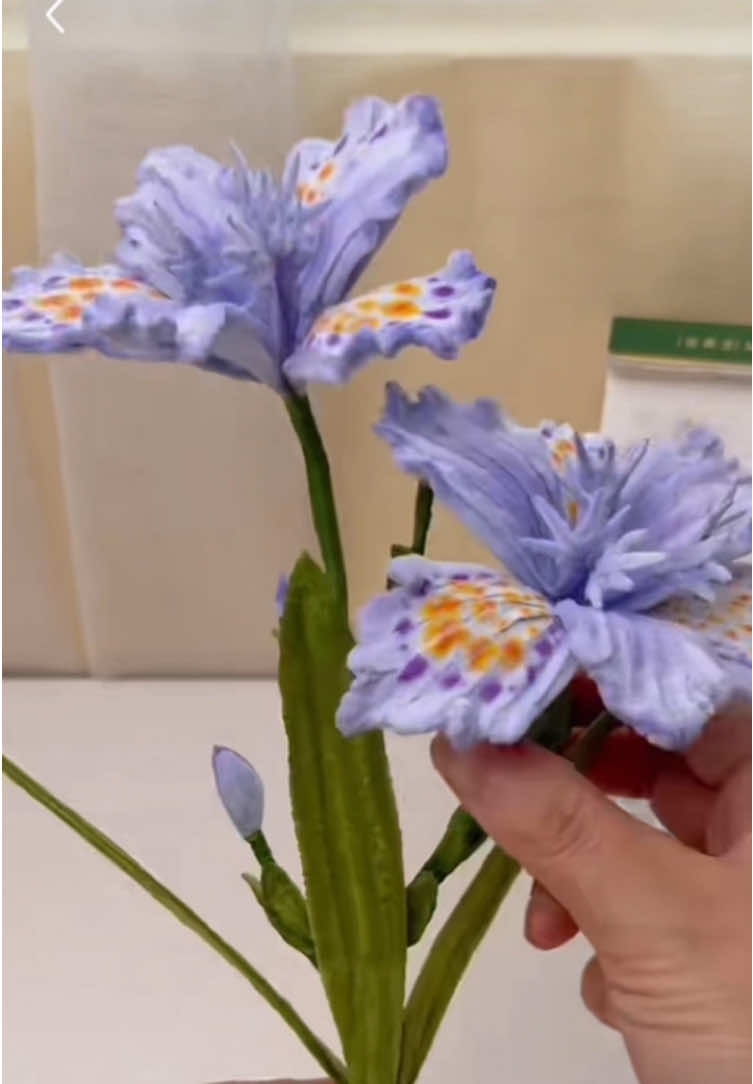 Hoa diên vỹ kẽm nhung #herflowers #kemnhung 