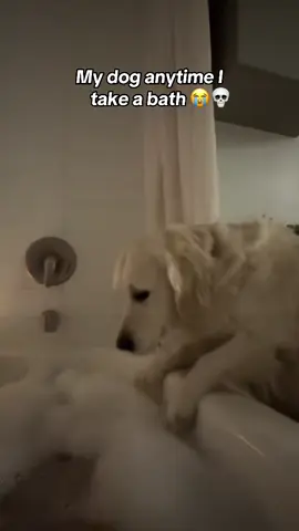 Doggo wanted in 😂 @I Can’t Even (via:@Sophia🧚🏻‍♀️) 