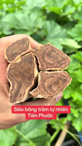Siêu phẩm trầm hương tự nhiên hàng bông dầu đẹp hiếm gặp 👇@Trầm Hương Huỳnh Đức Tài 
