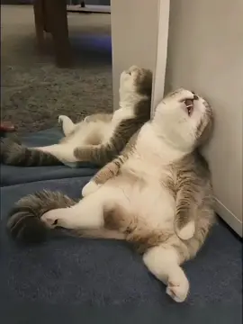 #kumpulankucingmomenttidur#kucinglucu#kucingtidur#