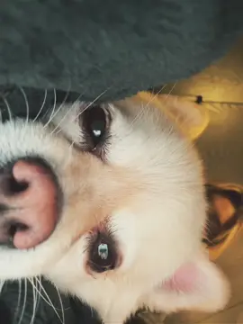 les presento al amor de mi vida #foryou #fypシツ#parati #fyp #paratii #xyzcba 