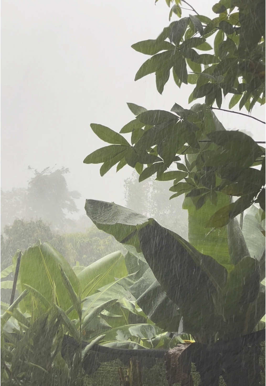 ฝนตกหนักจนน่ากลัว⛈️ #บรรยากาศ #ฝนตก #น่าน 