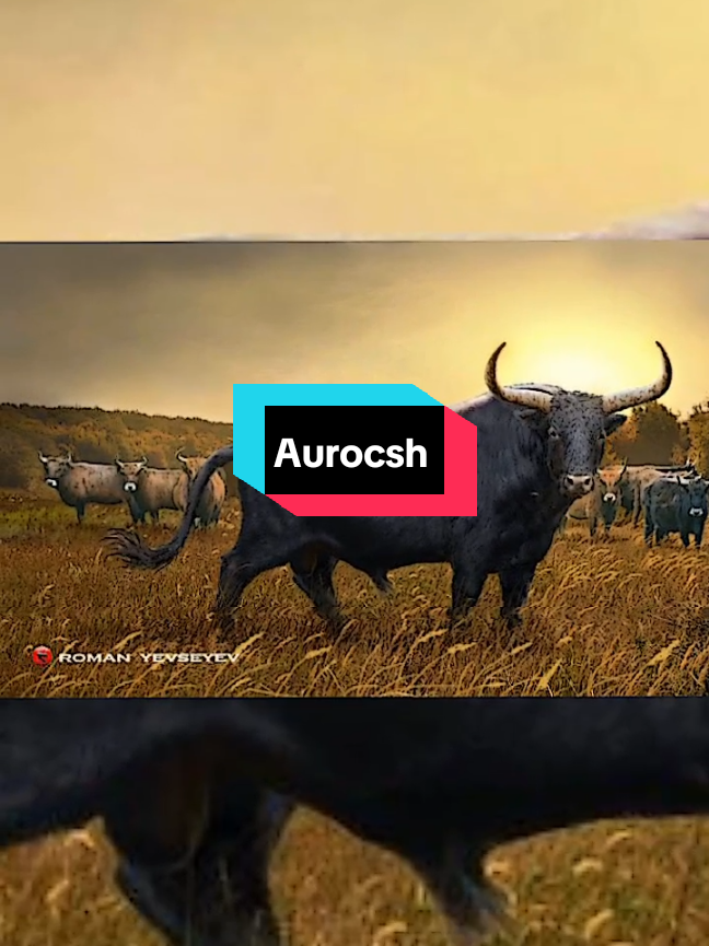 Bos primigenius atau auroch adalah spesies sapi besar penghuni Eropa, Asia dan Afrika Utara yang sudah punah. Auroch adalah nenek moyang dari sapi ternak domestik dan juga diusulkan sebagai nenek moyang bison eropa modern. Auroch hidup di Eropa hingga 1627, ketika auroch terakhir yang tercatat mati di Hutan Jaktorów, Polandia. Auroch jantan memiliki tinggi bahu hingga 180 cm, sementara auroch betina memiliki tinggi bahu hingga 150 cm. Auroch termasuk salah satu herbivora terbesar pada zaman Holosen. Tanduk auroch yang besar, panjang dan melebar hingga 80 cm menjadi salah satu ciri khas utama dari spesies ini. source: Wikipedia  #aurochs  #auroch  #bosprimigenius  #cow  #hystory  #paleontology  #🗿  #fyp 