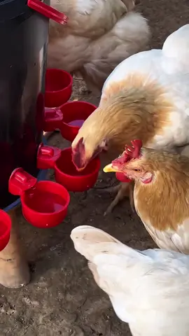 Nhà bác nào nuôi gà vịt thì nên sử dụng loại máng uống nước tự động này nhé, sử dụng tiện lợi mà rất sạch sẽ vệ sinh #manguongnuoctudongchoga #xuhuong #dodungtienich 