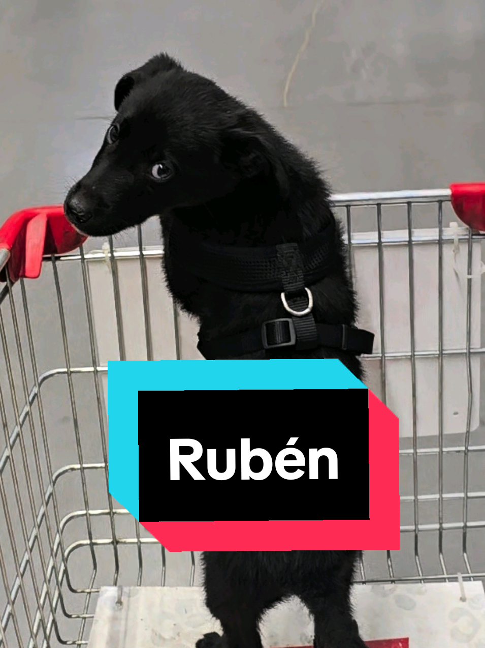 Les presento a Rubén: 3 meses, adoptado, y partiendo en el rubro de la construcción. Lo estoy llevando a todas las obras conmigo Síguenos para ver cómo este perrito crece entre cemento, clavos y cariño. #PerroDeObra #RubénElInspector #ObrasConEstilo #MascotasEnObra #construccion #construction #TikTokChile #PerritoChileno #PerroAdoptado #ConstrucciónConAmor #ObrasVirales #PerrosDeTikTok #ObreroCanino#baños #arquitectura #proyecto #lascondes #vitacura #lareina #lobarnechea #santiagodechile 