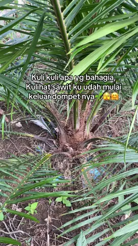 Masya allah belum umur 1 th kau nak🌱🌱🌱#semiklon5 #fyp #zxycba #perintisbukanpewaris #kebunsawit🌴 