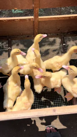 Minti usia 2 minggu pacek 101cm x 79cm😍😍🚀#SadarMudaFarm #entokkontes #entokjumboblitar #entokjumbo #peternakentok 