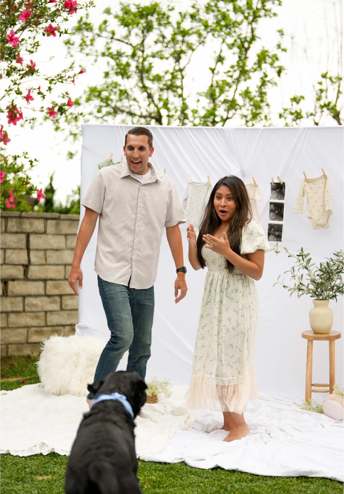 Gender Reveal with the Fur Babies 💙#genderrevealparty#intimategenderreveal#doggenderreveal#pregnancytiktok#pregnancyannouncement#creativegenderreveal#boymom#humanbaby#pregnanttok#pregnant#pregnantmomsontiktok 