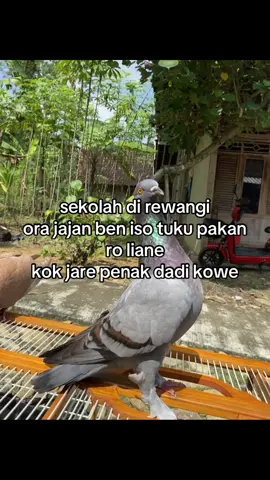 #fypage #merpatiindonesia #tetapsemangat #teamatlassemarang #merpatikolong #merpatilovers #masukberanda #merpatipekalongan #merpatitrahkelor 