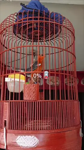 jantan apa betina ya 😂#burunganismerah #anismerah #anismerahindonesia #anismerahteler #anismerahmania #hobiburung #kicaumania #duniakicau #hiburan #fyp #viral #CapCut 