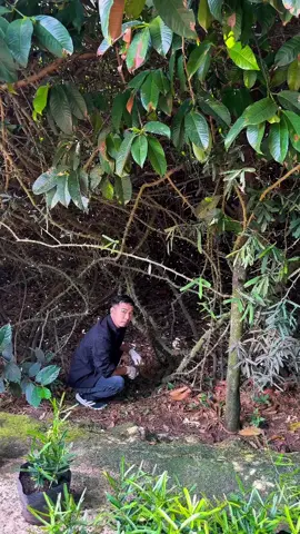 Anh Chị Em cần mua rể, cây giống Xáo Tam Phân lh mình nhé. #xaotamphantaynguyen #hoangdinhduoc #xaotamphan #anduongduong #