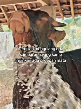 bismillahirrahmanirrahim  #fypp #setiafarm #pengensukses #pengusahamuda #motivasisukses #motivasihidup #remindertomyself 
