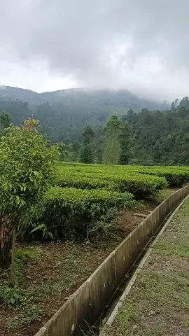 Lagi di kebun teh Ranca Bali  #mentahan #status #statuswhatsapp #creatorsearchinsights 
