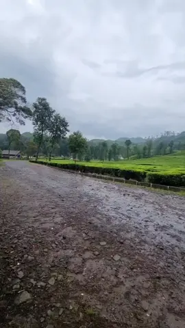 #fyp #sadstory #kebunteh #puncak 