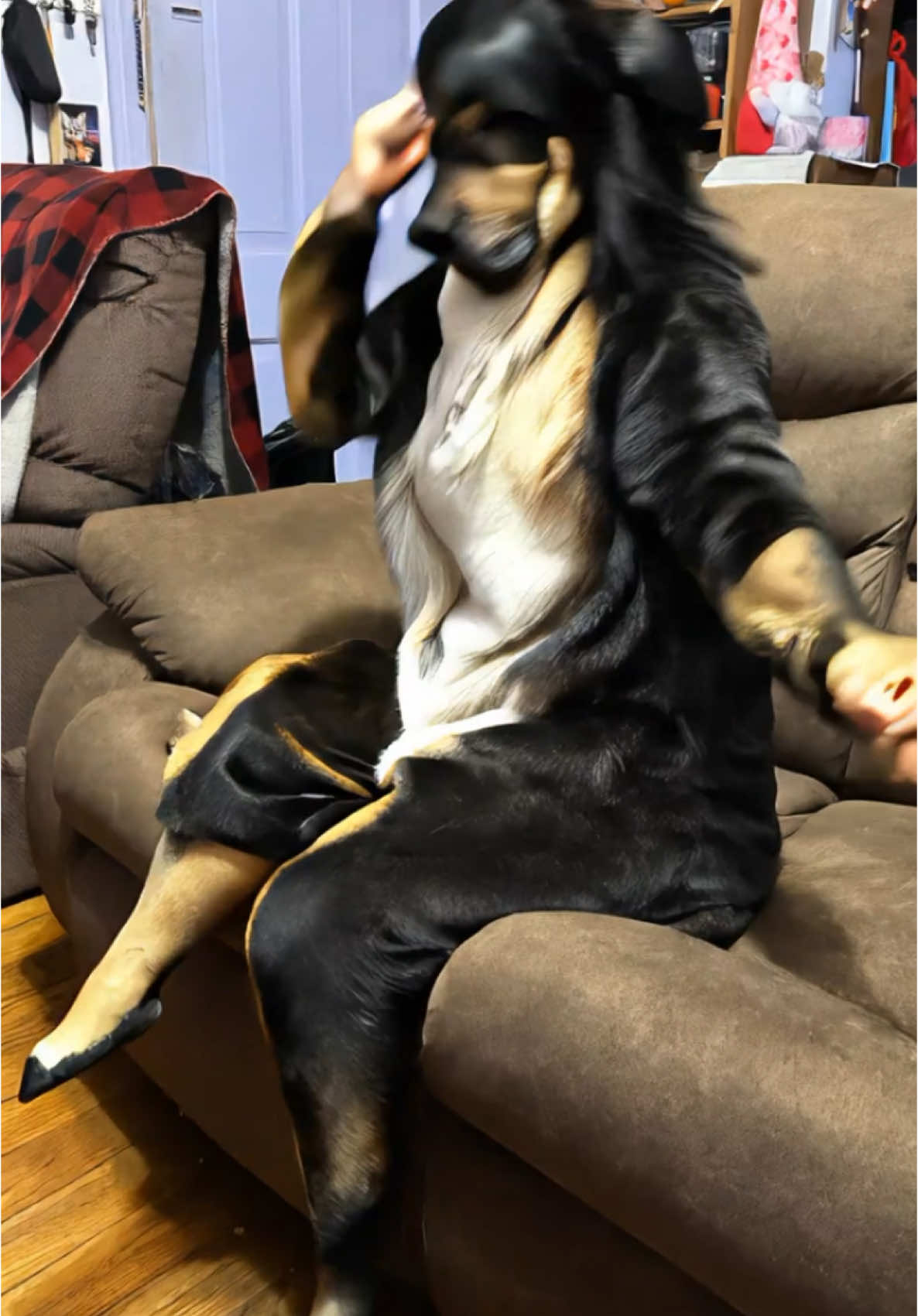 He almost Flashdanced. #dogs 