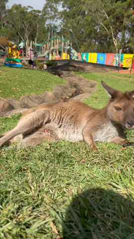 We got a mother's day surprise today! 😍 We found our new proud mumma kangaroo lounging in the park while her brand-new joey made it's way into her pouch 💕 #kangaroo