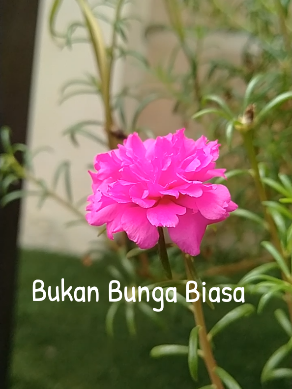 bukan Bunga Biasa #krokot #bungakrokot #manfaattanaman 