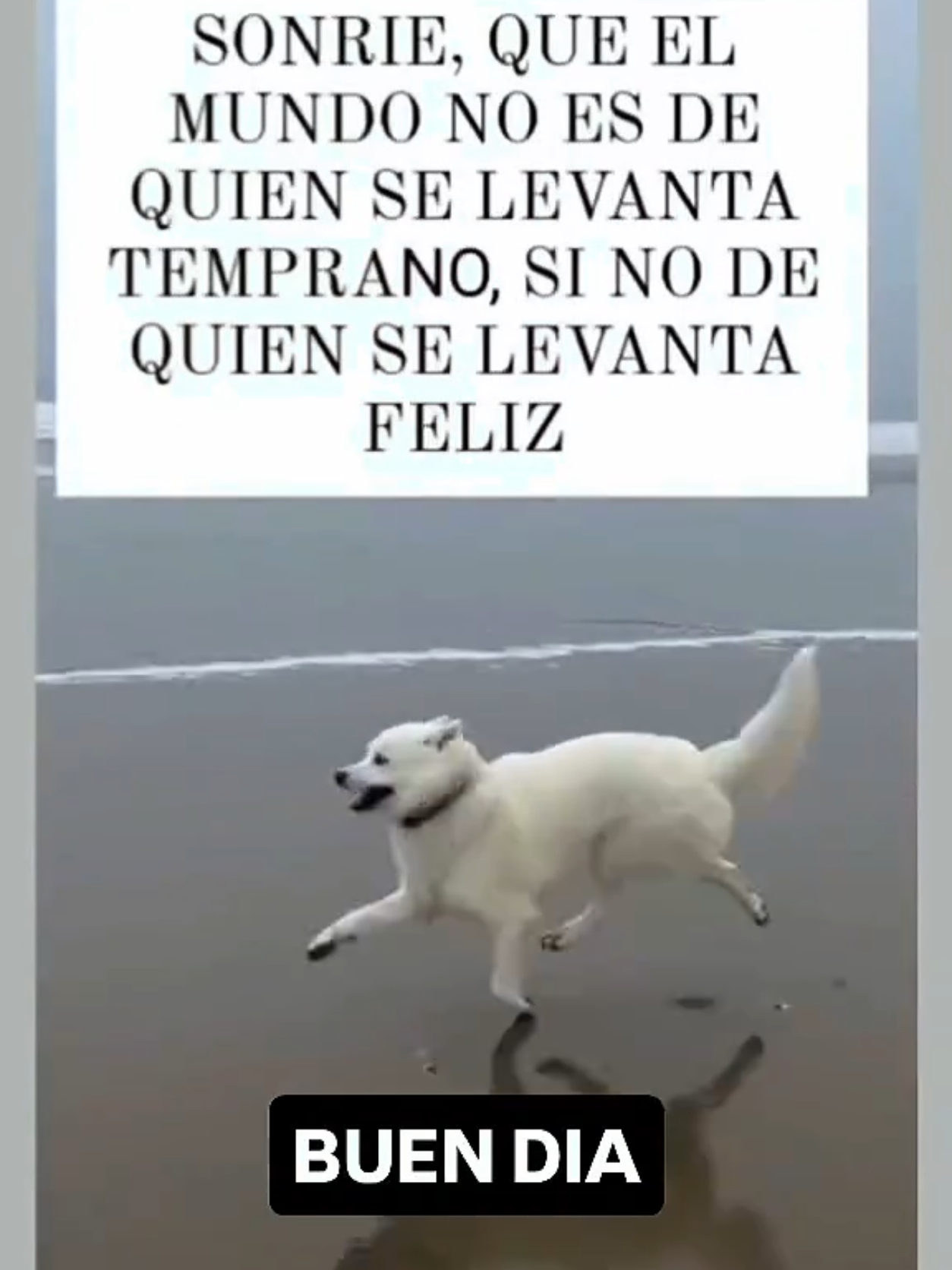 SONRIE, QUE EL MUNDO NO ES DE QUIEN SE LEVANTA TEMPRANO, SI NO DE QUIEN SE LEVANTA FELIZ #feliz #serfeliz #contodalaactitud #apreciarlavida #parami #parati #tiktokviral #fyp #tiktok #tiktokviral #fracesdelavida #felizidad #savervivir 