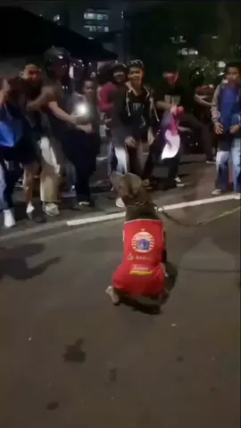 the Jak jadi anjing wkwkw #konvoi #fyppppppppp #foryou #fyppp #minimalb2b #bobotohbahagia #persib #sebelahjuaraga #b2b #keluarindongkatakata11kalinya #runjkt #persijasepele 