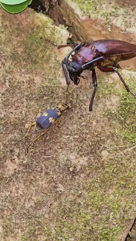 Explosive Encounter — Bombardier Beetle vs Longhorn #InsectBattle #BombardierBeetle #OutdoorPhotography #WildEncounters #NatureWonders