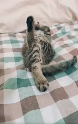 Cute cat 🐈sleeping 😁😴💤🥰😻#catvideo #catoftiktok #fyp #lovecats #cutecat #catfunnyvideo #funnyvideo #core #beautifulcat 