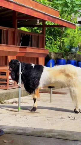 #CapCut #soponyono #konsentratpenggemukan #kktv #kambingkaligesing 