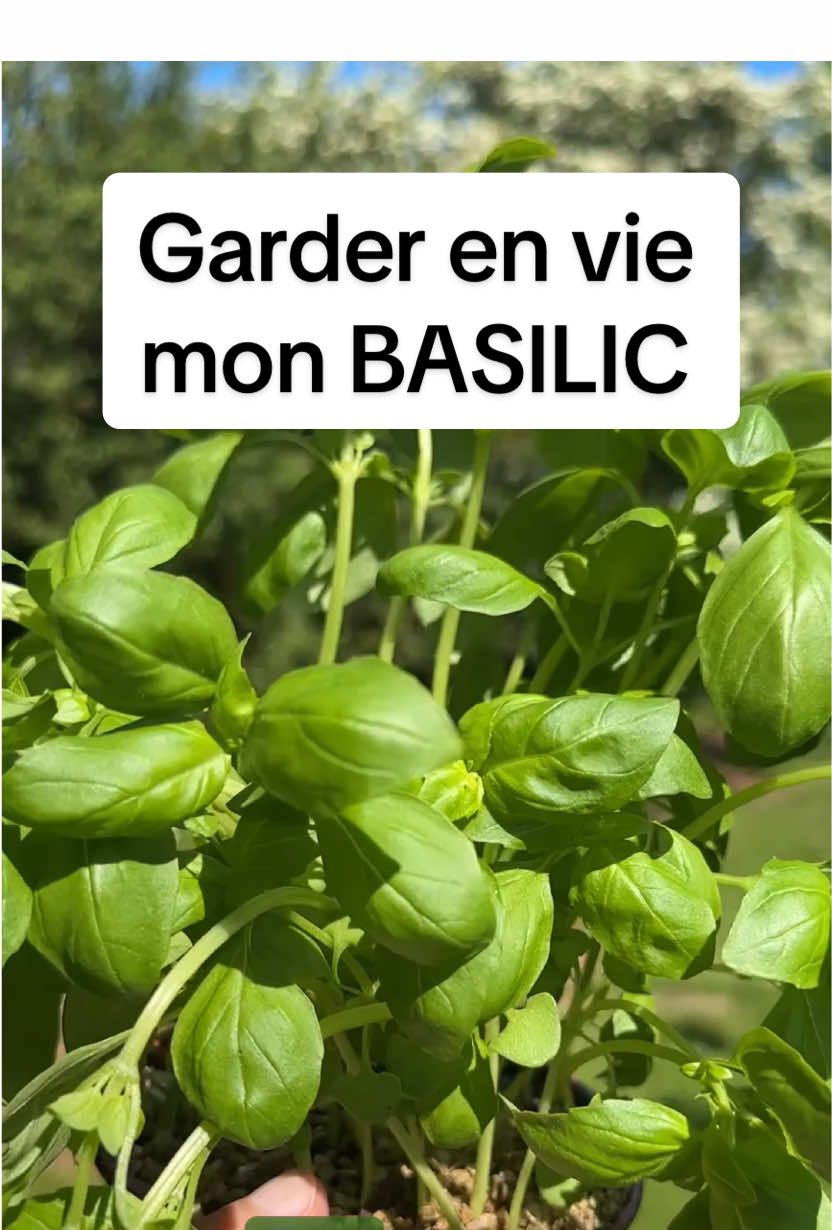 Comment garder en vie mon BASIILIC plus longtemps.  Une astuce simple qui va te permettre de le conserver. Tu aimes le basilic ? 🌿  @École Du Breuil  #basilic #plante #jardinage #astuce #conseil #aromate #jardin #potager #pourtoi
