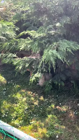 Spot the Gary 👀#gary #garythebulldog2 #garythebulldog #bulldog #bullsoftiktok #bulldogs #englishbulldog #gaz #hiding #strange #bush 