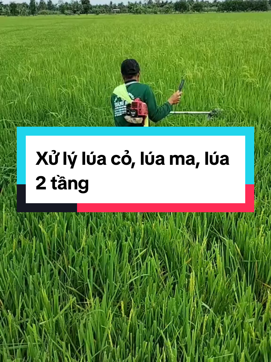 Xử lý lúa 2 tầng (lúa cỏ) #luama  #tronglua #mientay 