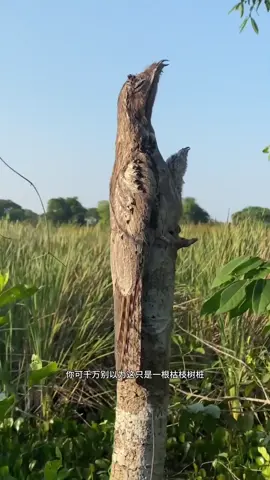 @99环球奇观 这是地球上最会伪装的鸟