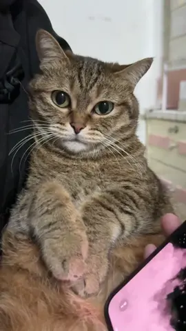 看把猫给急的😂#cat #pet #猫 #可爱 