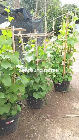 ฟักแม้วในเข่ง #บ้านและสวน #เมล็ดผัก #ฟักแม้ว @Saensung Ratree @Saensung Ratree @Saensung Ratree 