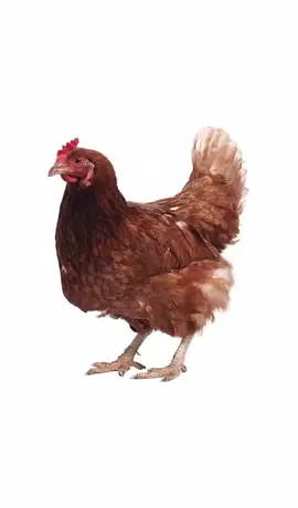#chiken #fyp 