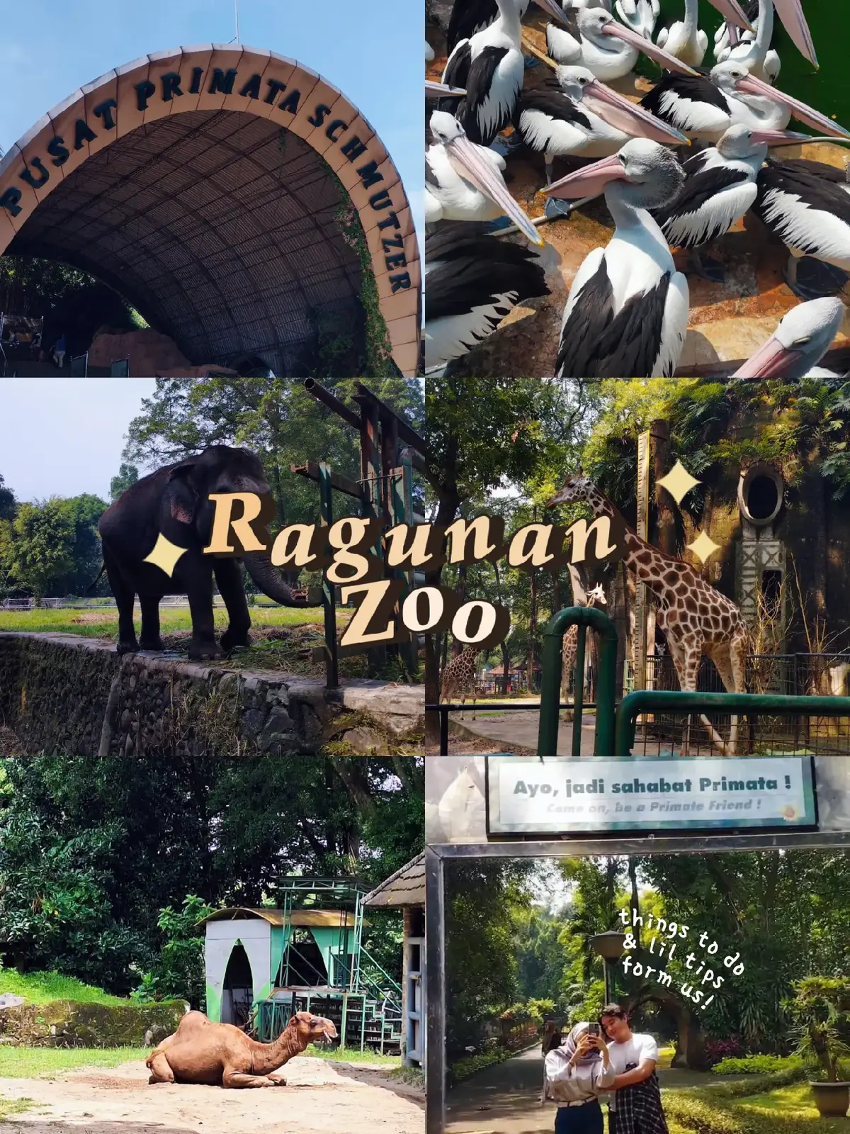 another fun things to do in Jakarta biar km ga bosan ke mall mulu🫠  . . . #fyp  #zoo #ragunan  #zoodate #ragunanzoo  #pusatprimata  #dateideas  #ragunandate #jakarta  #jelajahjakarta  #murahmeriah #fypシ  #placetogojk  #tipsandtricks 
