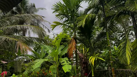 Nhìn cảnh nó man mác buồn làm sao á…  #cảnhđẹpthiênnhiên #95haugiang #☘️🌾🌈 