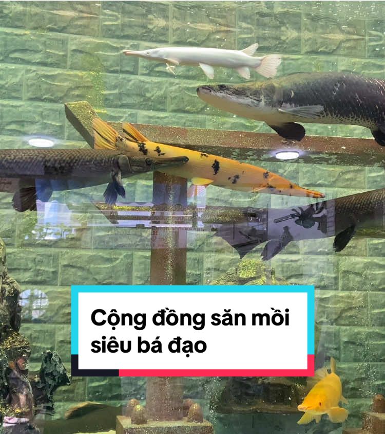 Thư gian cuối tuần. Cộng đồng săn mồi siêu chất. #casanmoicongdong #casanmoi #congdongsanmoi 