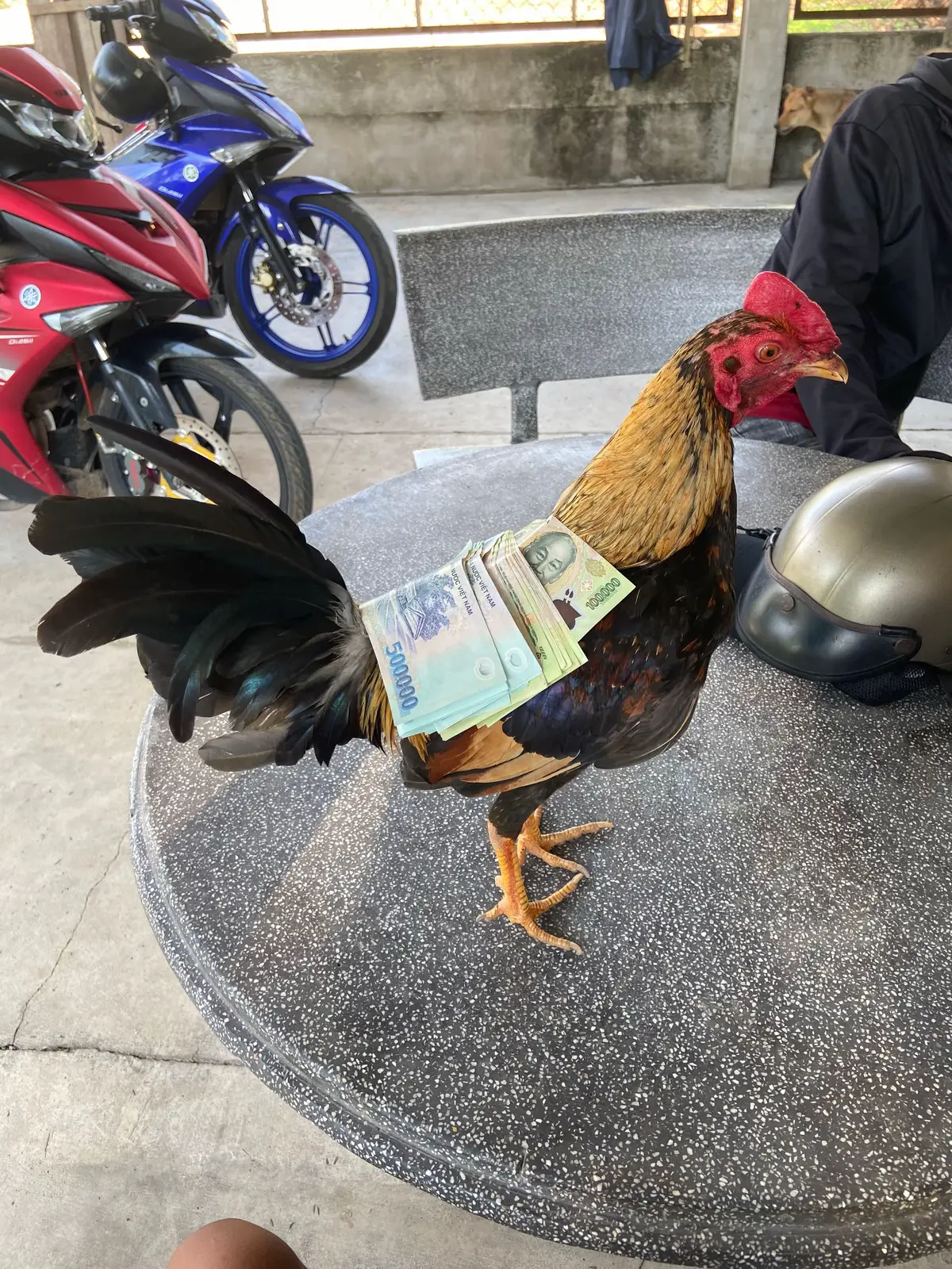 #xuhuong #gachoivietnam @Quang Minhh lụm 🌾