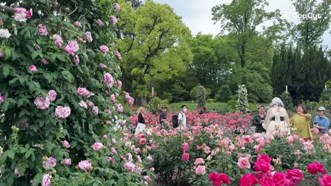 Hoa Hồng ở Nagoya đang nở rộ tại công viên Tsuruma #hoahong #rose #nagoya #aichi #japan #travel #dulichnhatban #capcut #xuhuong 