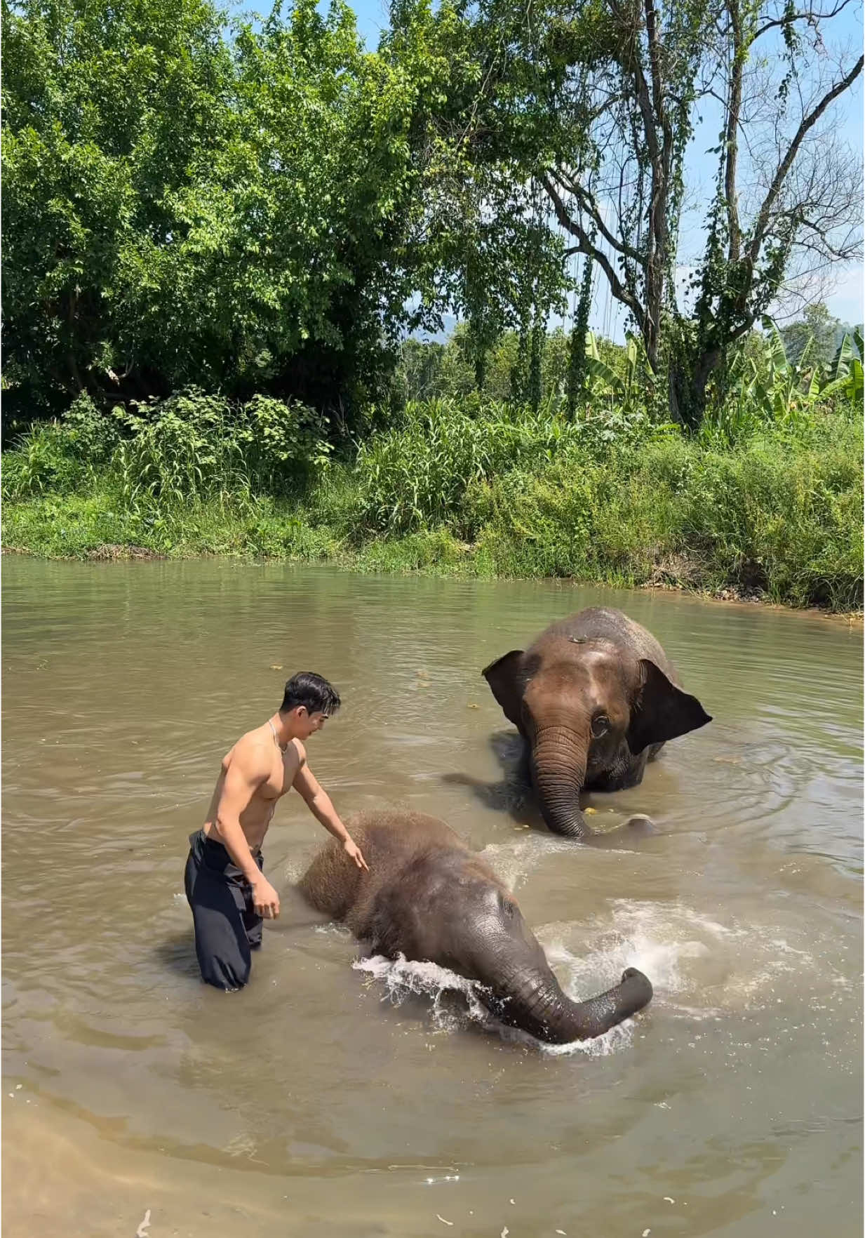 Stronger elephant than me! 🐘 Sorry for disturbing you 😂 - #elephant #thailand #fyp #태국여행 