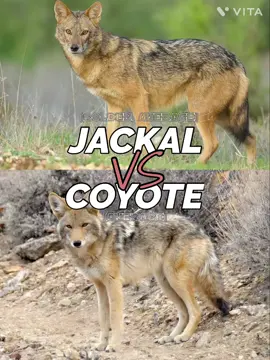 EPISODE 1 // Animal vs Animal Jackal vs Coyote #animal #debate #jackal #coyote #goldenjackal