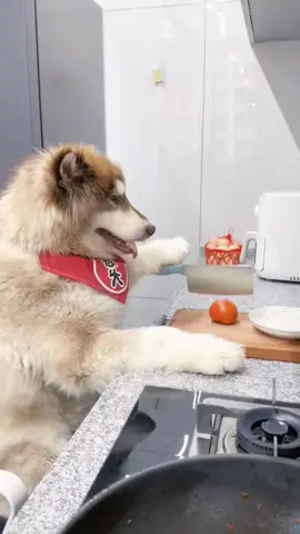 #dog #funnyvideo #xuhuong #funny 