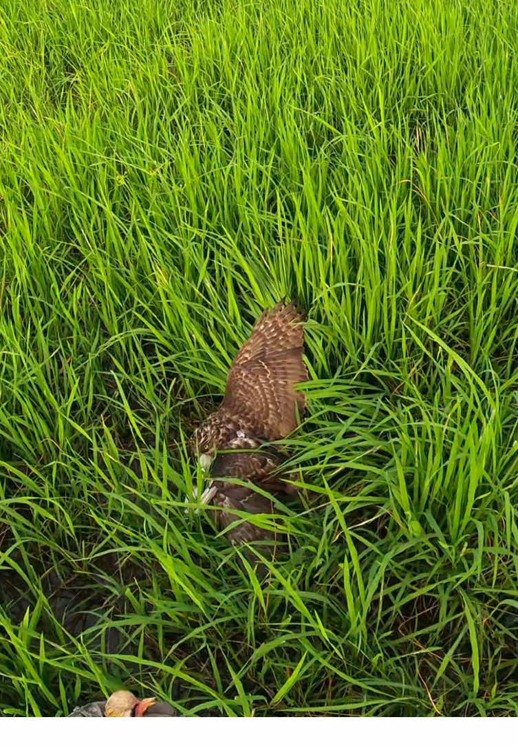 Goshawk săn mồi ở ruộng quá đẹp #goshawk #faconry #manhdungfishing 