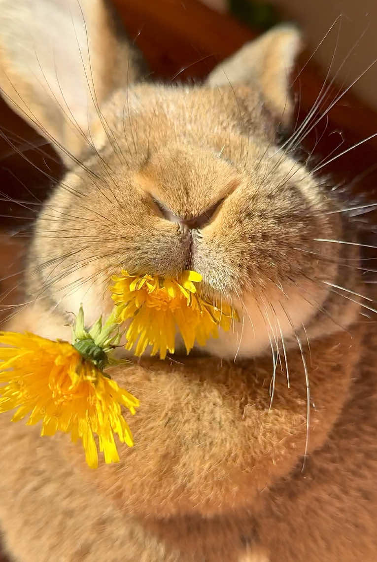 Happy Sunday 💛🌼💛 Wilma #yummyinmytummy #dandelions #eatyourcolors #flowerlover #cutebunny #bunniesoftiktok #bunnies #bunnylove #bunnylife #freeroambunny #bigbunny #brownbunny #kaninchen #kaninchenliebe #löwenzahn #fyp #foryou 
