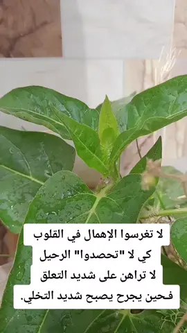 #faizamer 