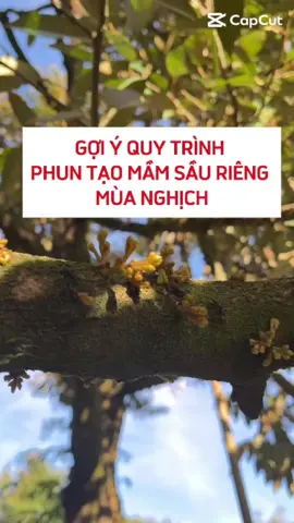 Gợi ý quy trình phun tạo mầm sầu riêng mùa nghịch#phanbonla #durian #saurieng #thuocbvtv 