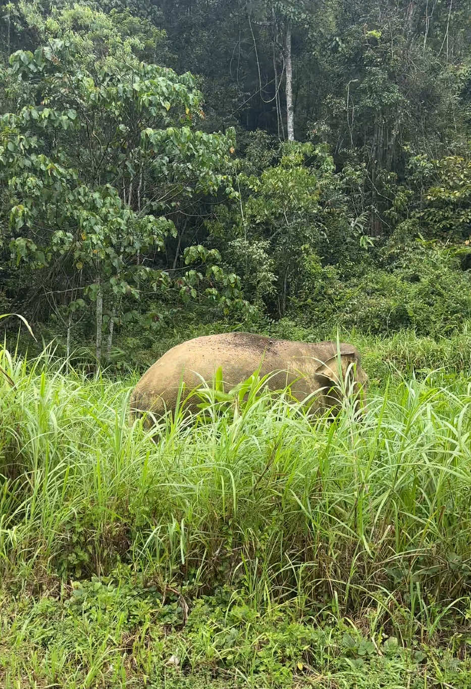 Bila hati ni senipis tisu, tgok baca berita  #IbuGajah & #AnakGajah tu mmg meleleh air mata.  Sis mmg suke gajah sbb dia comel. Binatang2 yg comel mmg sis suka sgt .  2 kali lalu jalan Grik-Jeli dlm hati mmg nak sgt jumpa/ tgok sendiri gajah2 ni. Alhamdulillah 2x lalu 2x jgk terserempak. (walaupun org ckp jgn terdetik pun dlm hati nk jumpa gajah liar ni. ) Hiba sgt bile tgok dr malam - siang x berganjak ibu gajah walau seinci. 🥹 Semoga gajah2 sekalian dgrlaa isi hati ni supaya jgn keluar tergesa2. Tgok kiri kanan dulu kalau ada kereta lori lalu berenti tau baru melintas..  Dear ibu gajah, I'm sorry this happen. Its okay to cry. Cry how much u want. Hopefully u will be ok and recover soon 💔💔💔💔💔💔