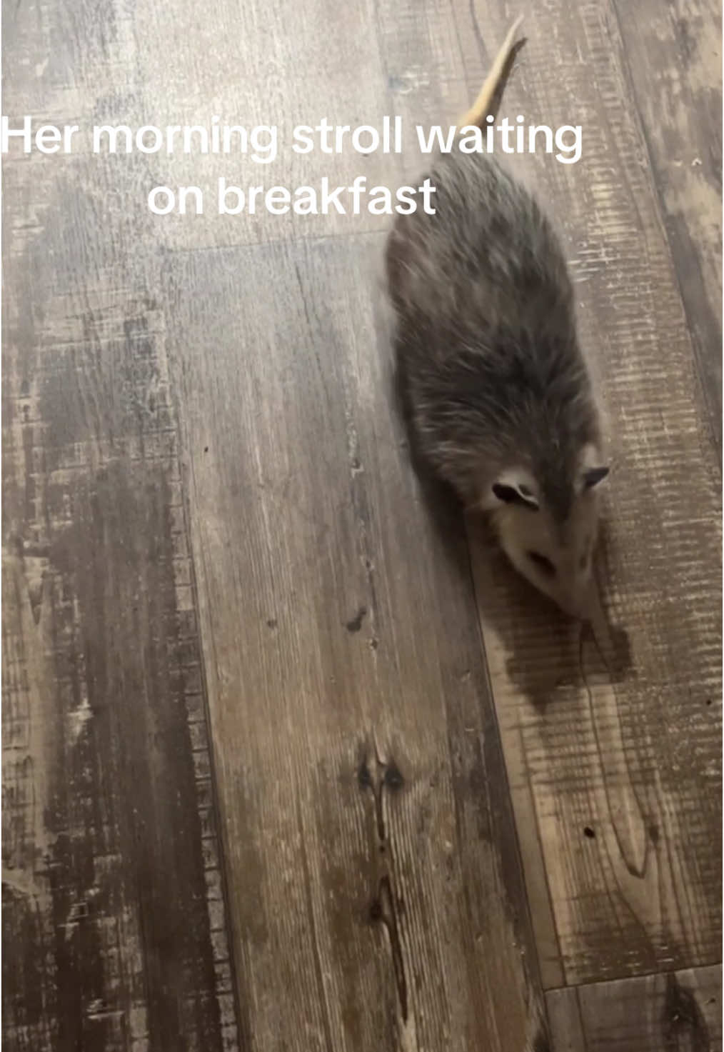 #opossumsoftiktok #opossum #opossumlove #Love #breakfast #prettylittlebaby #pet #fyp 